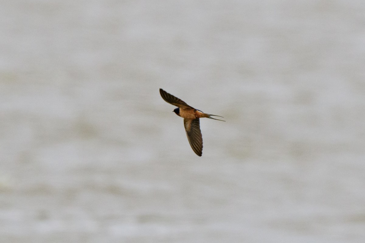 Hirondelle rustique (erythrogaster) - ML634156552