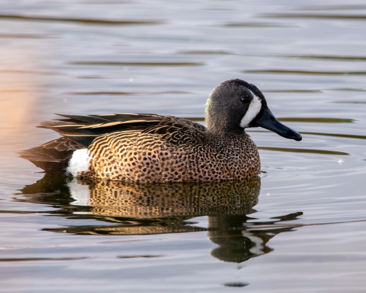 Blue-winged Teal - ML634156565