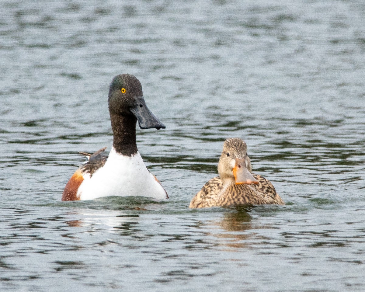 Northern Shoveler - ML634156592