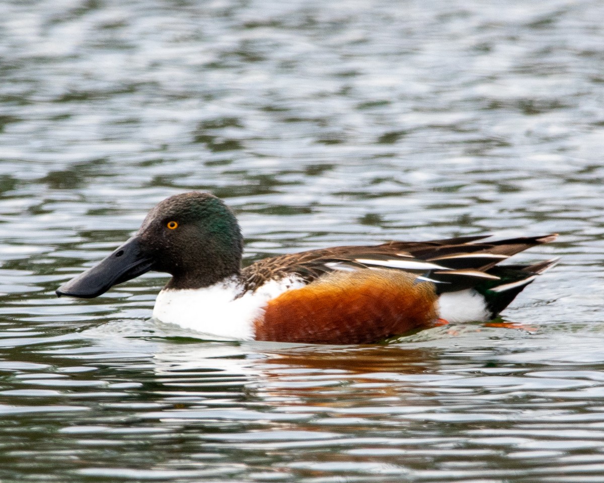 Northern Shoveler - ML634156593