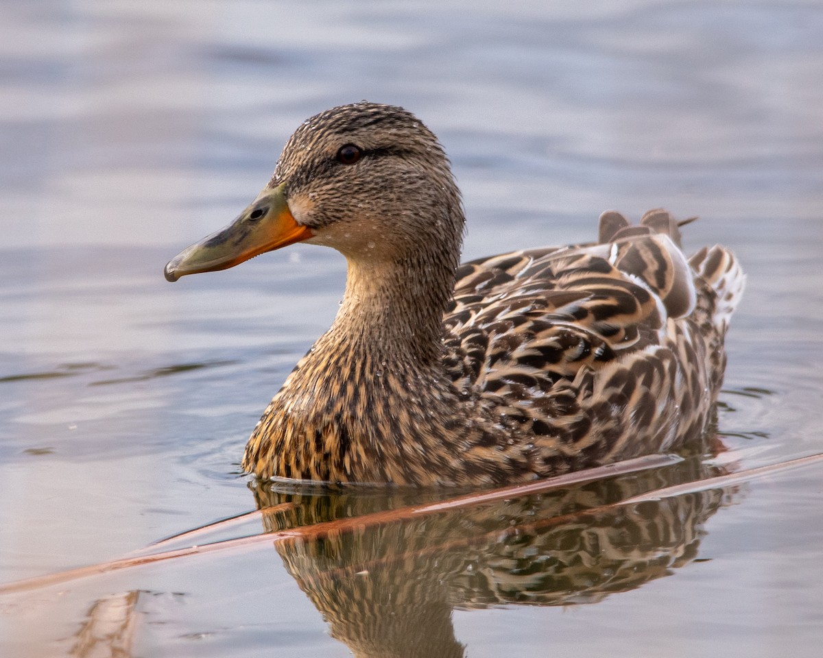 Mallard - ML634156604