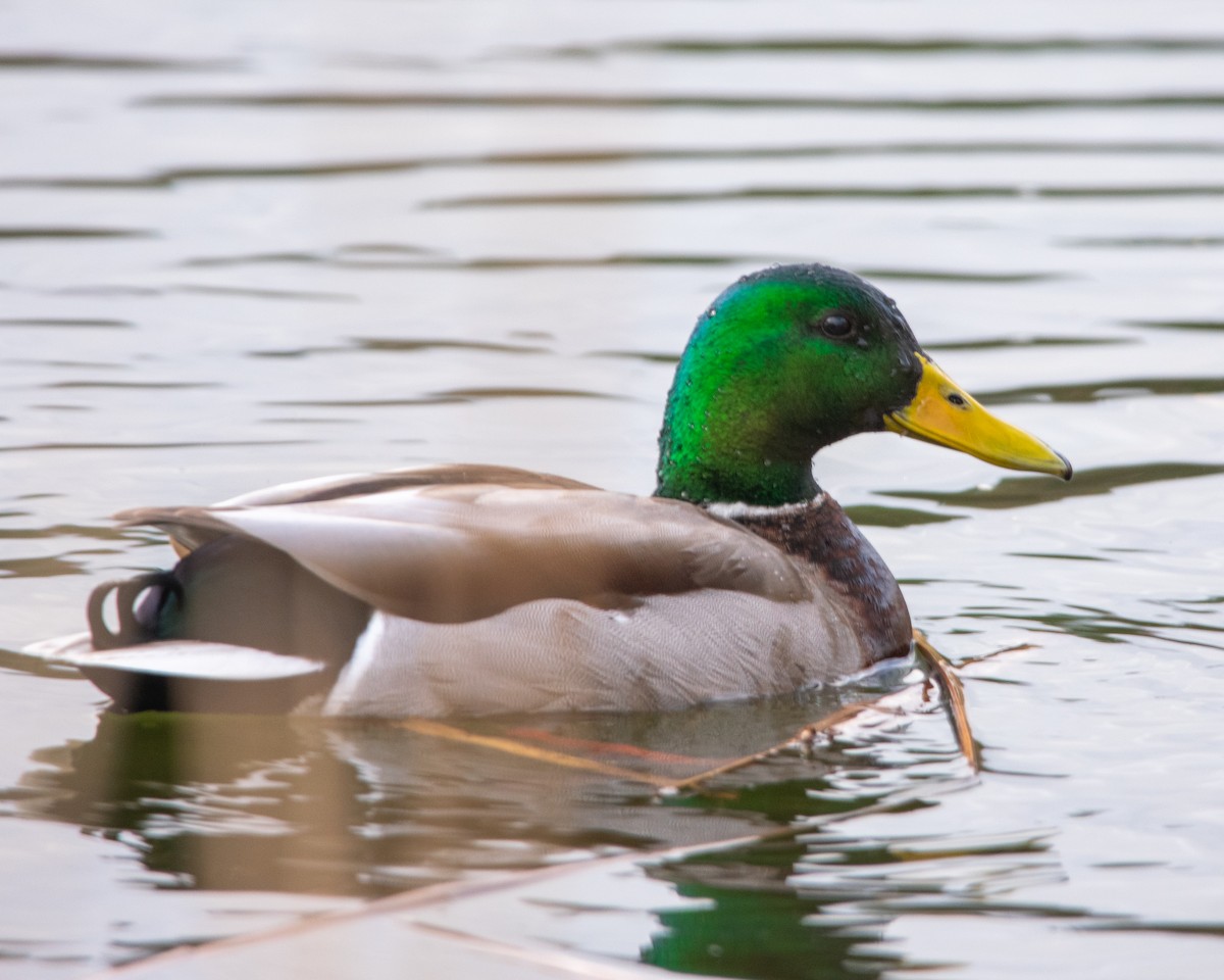 Mallard - ML634156605