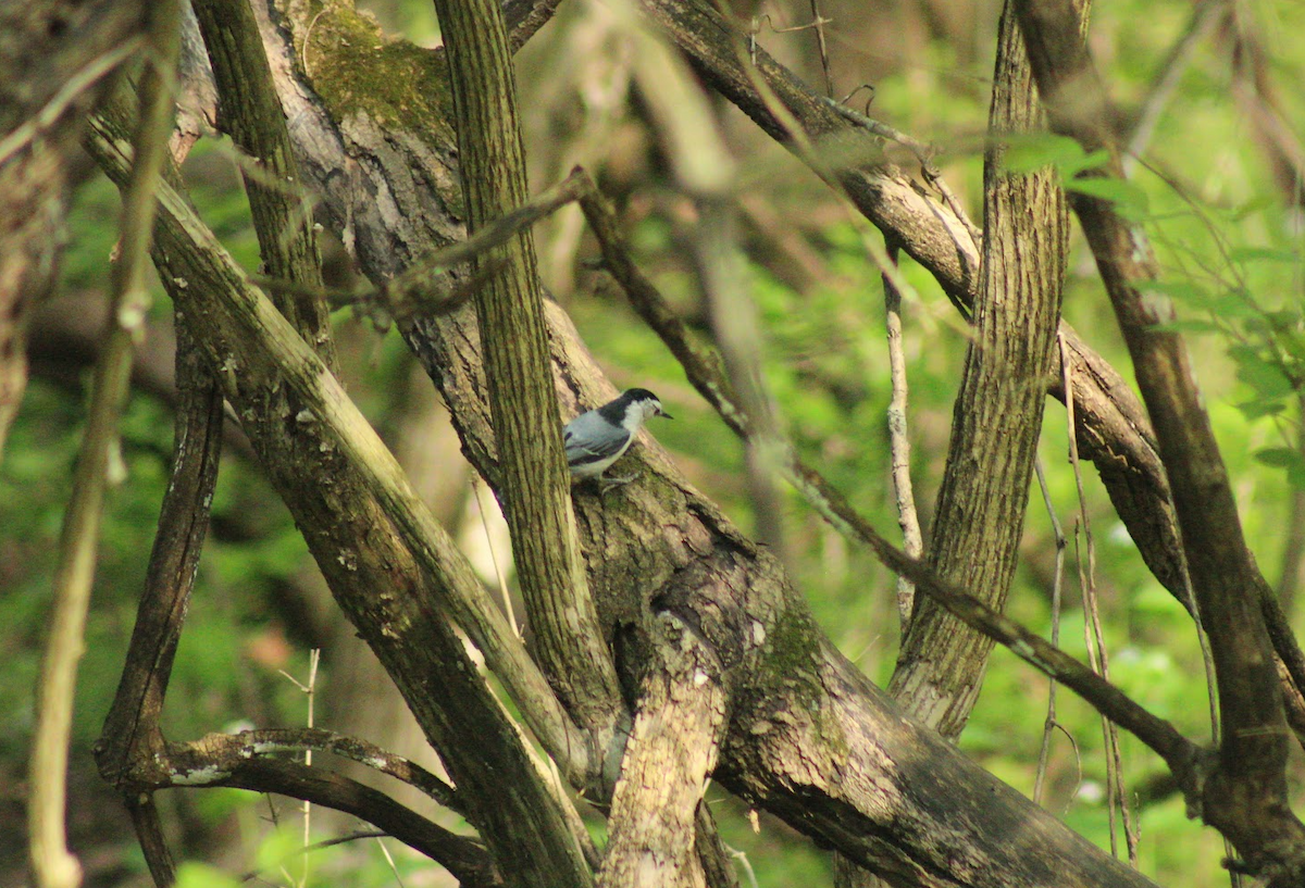 White-breasted Nuthatch - ML634156614