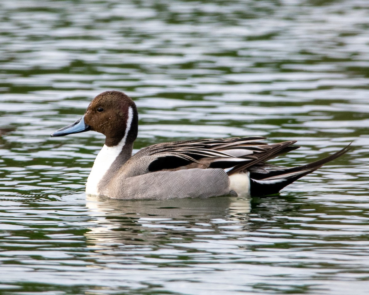 Northern Pintail - ML634156616