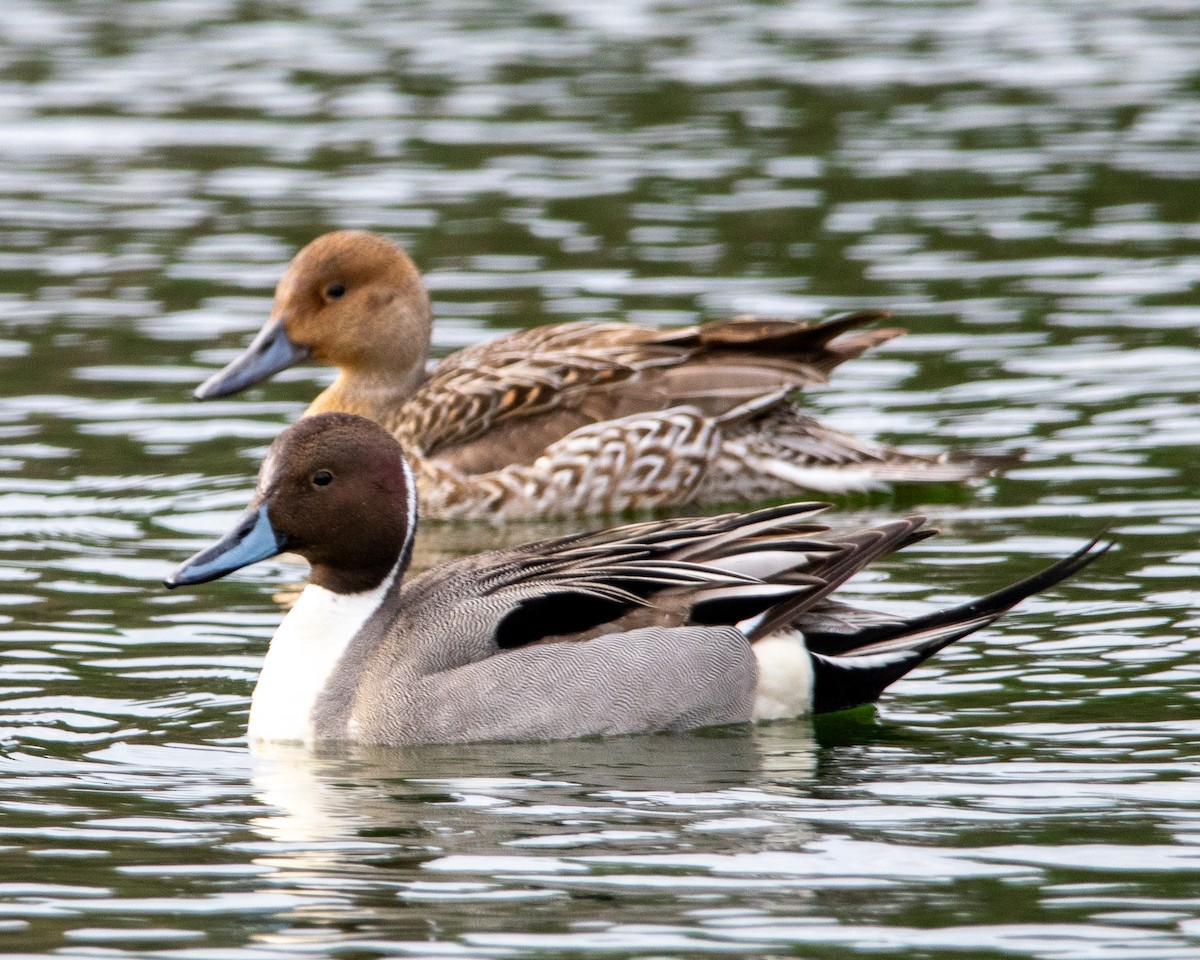 Northern Pintail - ML634156617
