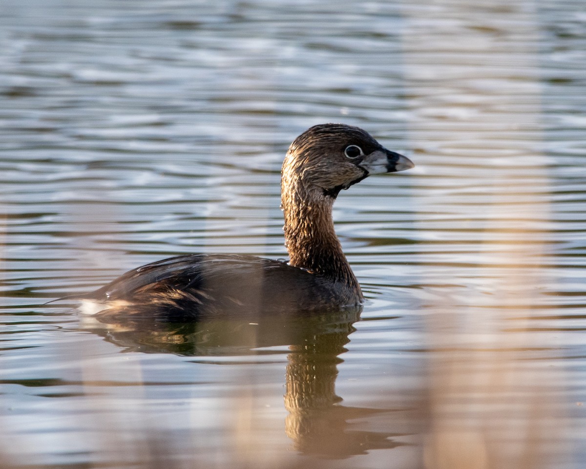Pied-billed Grebe - ML634156626