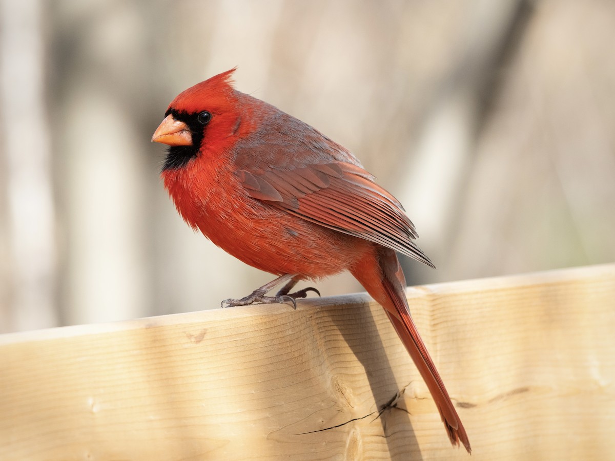 kardinál červený - ML634156628