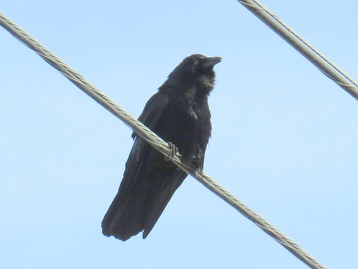 Fish Crow - ML634156730