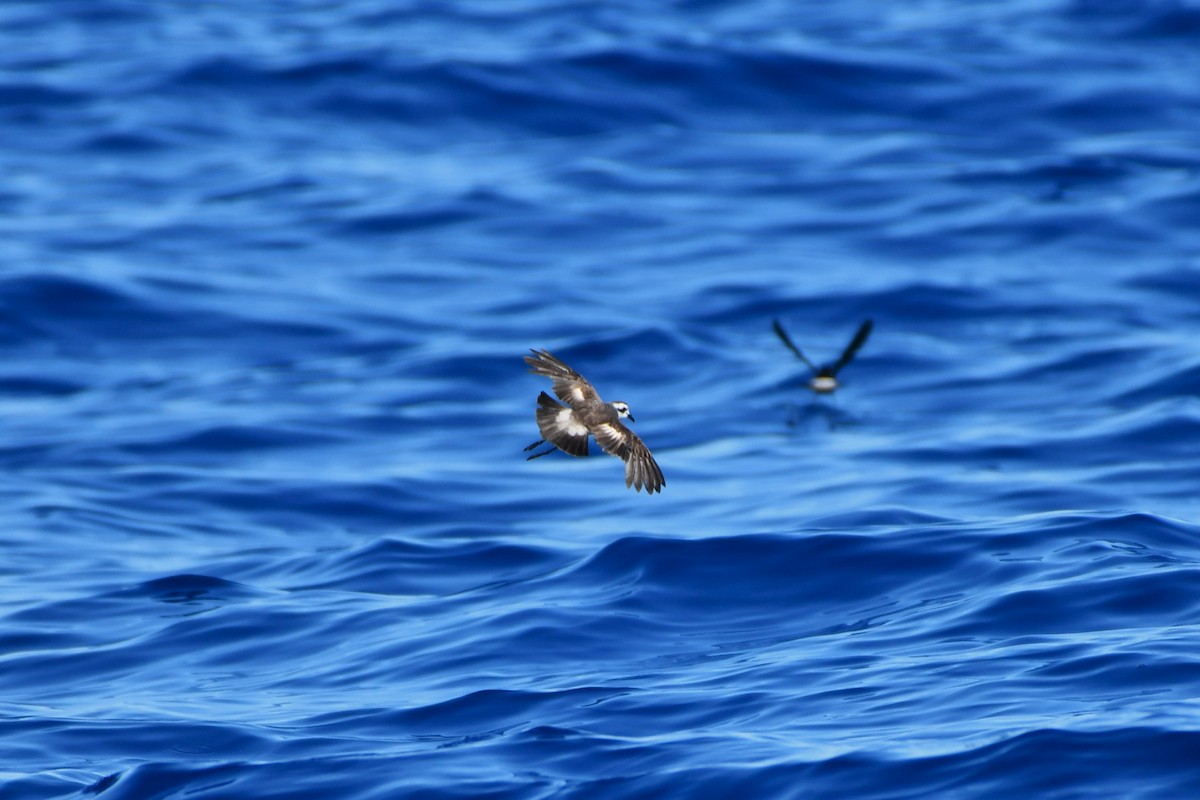 White-faced Storm-Petrel - ML634156912