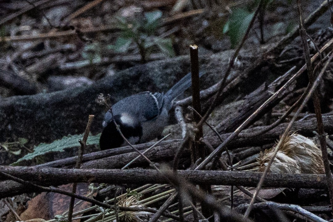 Asian Tit (Cinereous) - ML634157010