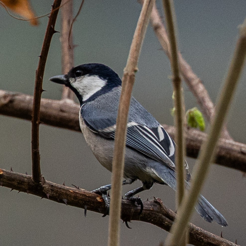 Asian Tit (Cinereous) - ML634157160