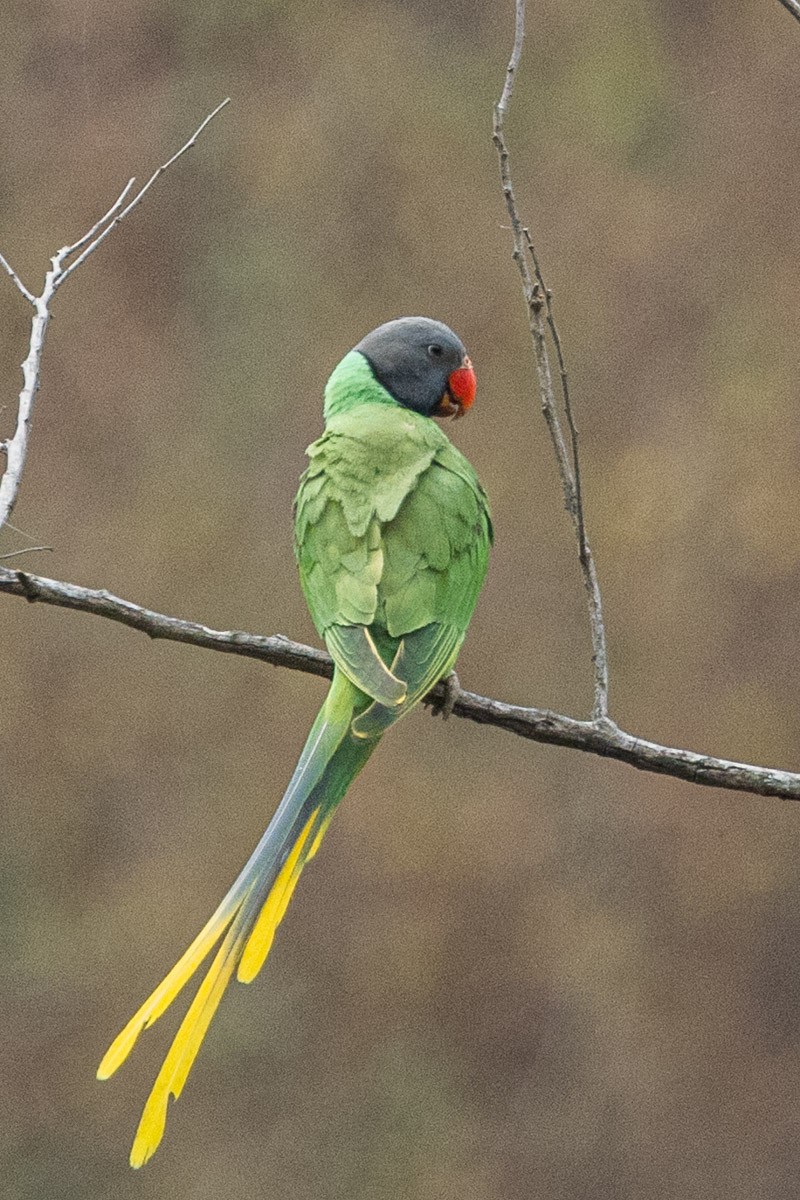 Slaty-headed Parakeet - ML634157170