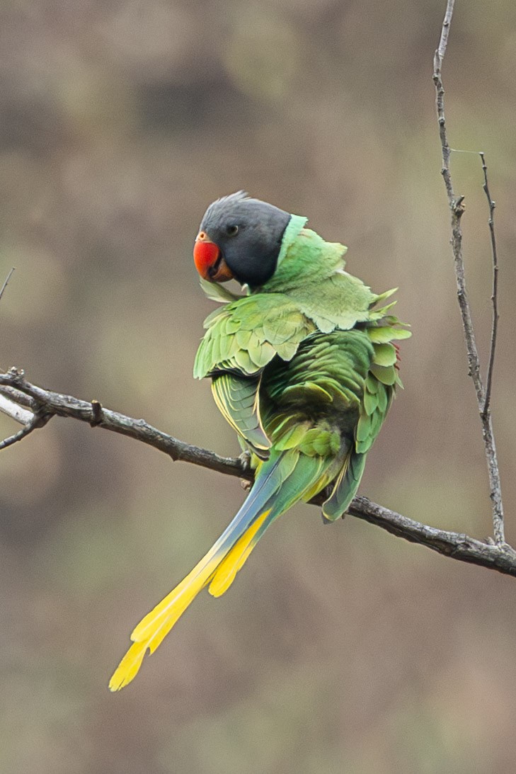 Slaty-headed Parakeet - ML634157171