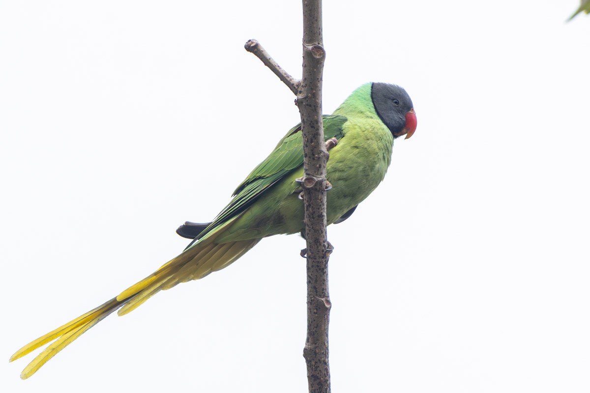 Slaty-headed Parakeet - ML634157172