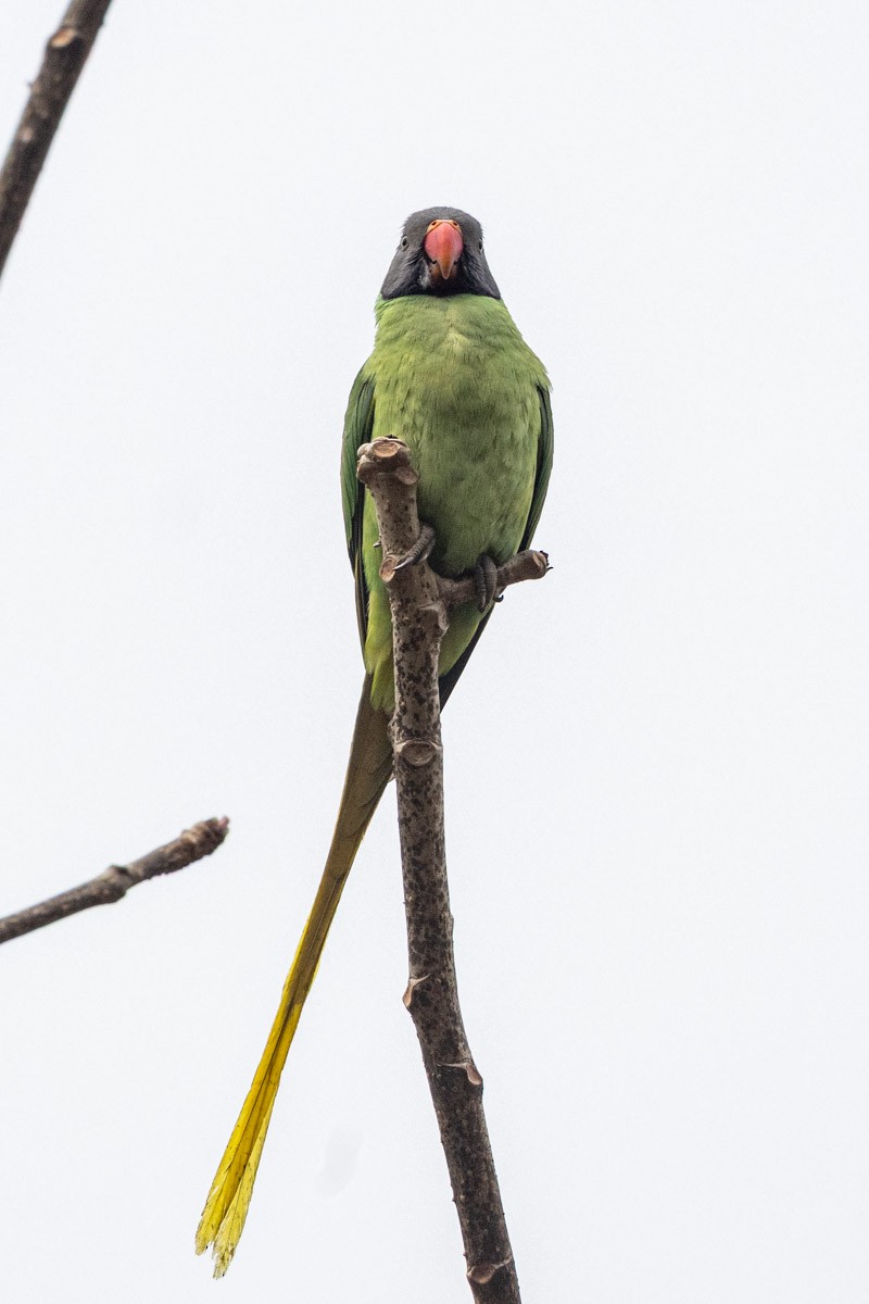 Slaty-headed Parakeet - ML634157173