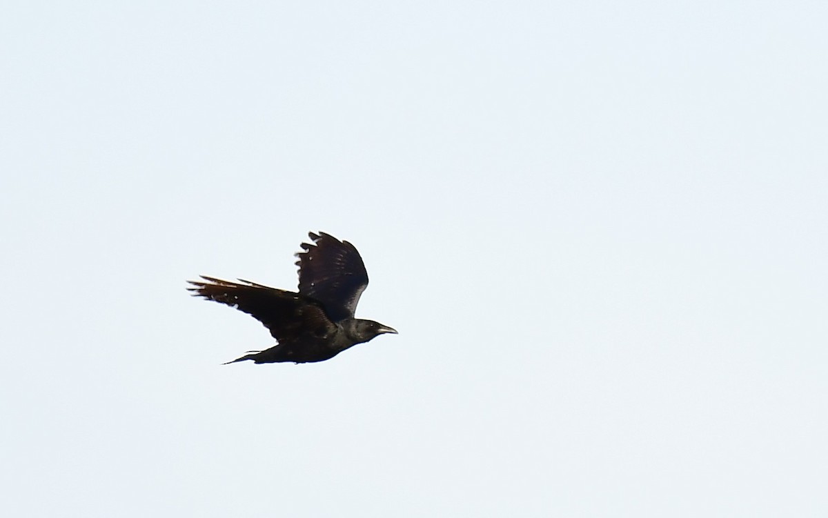 Fish Crow - ML634157176