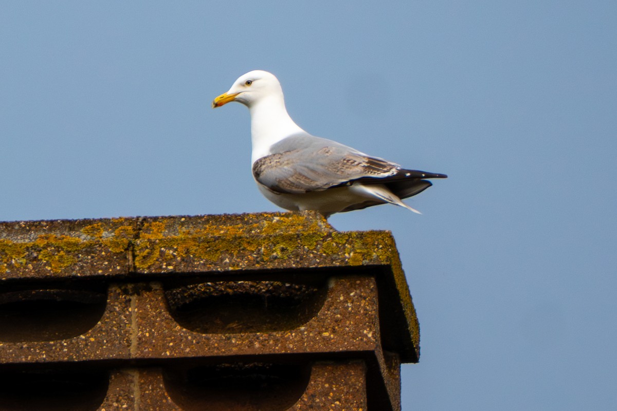 European Herring Gull - ML634157184
