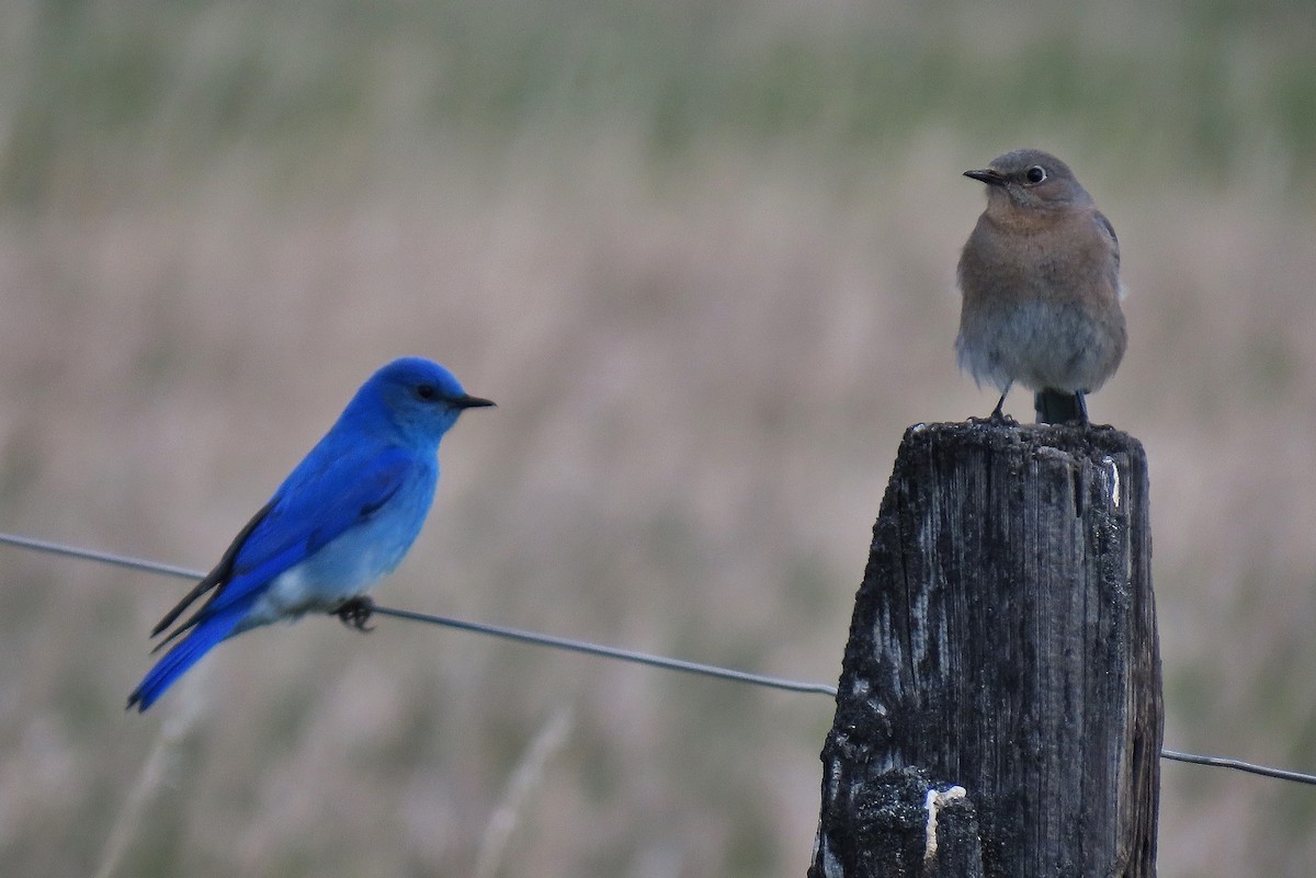 Mountain Bluebird - ML634157214