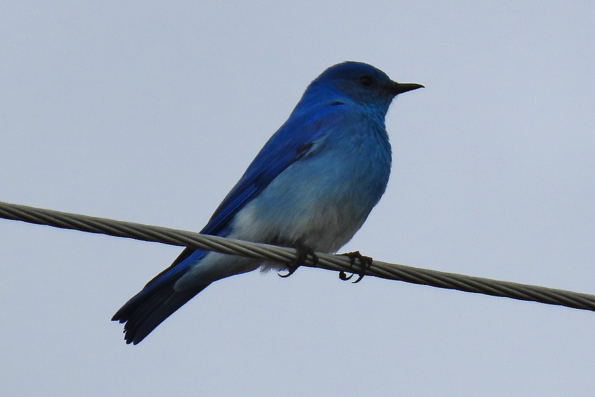 Mountain Bluebird - ML634157215