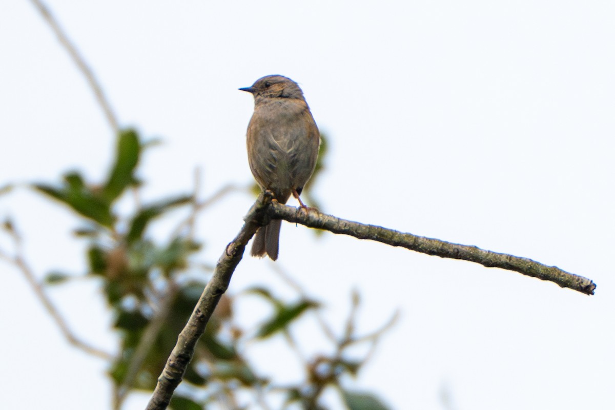 Dunnock - ML634157219