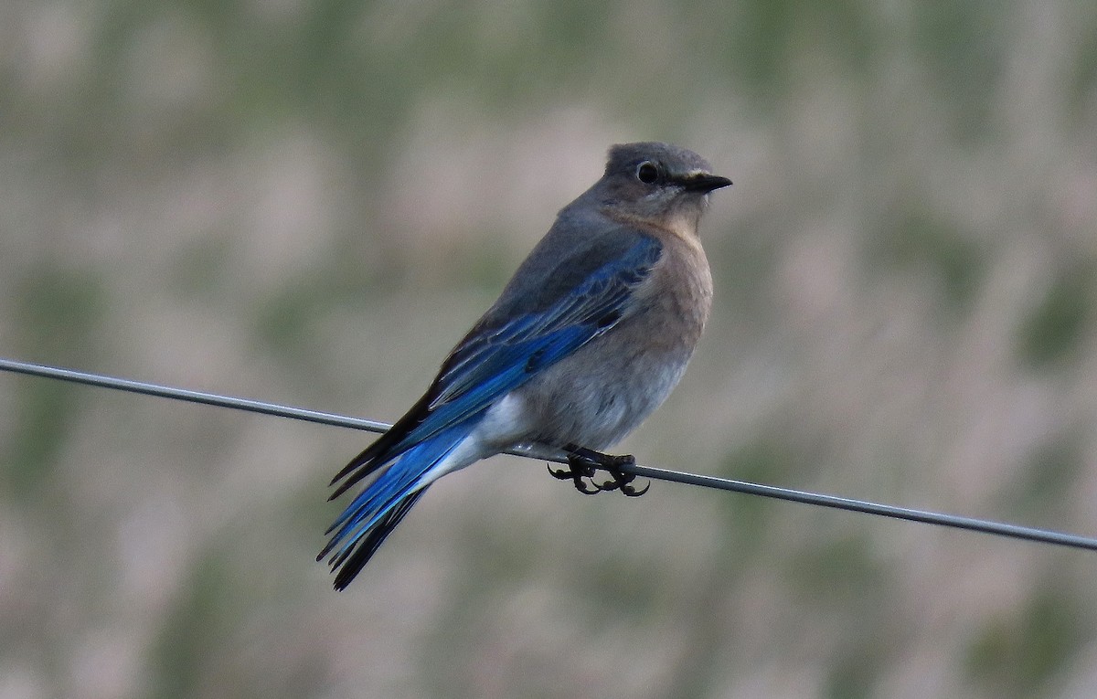 Mountain Bluebird - ML634157292