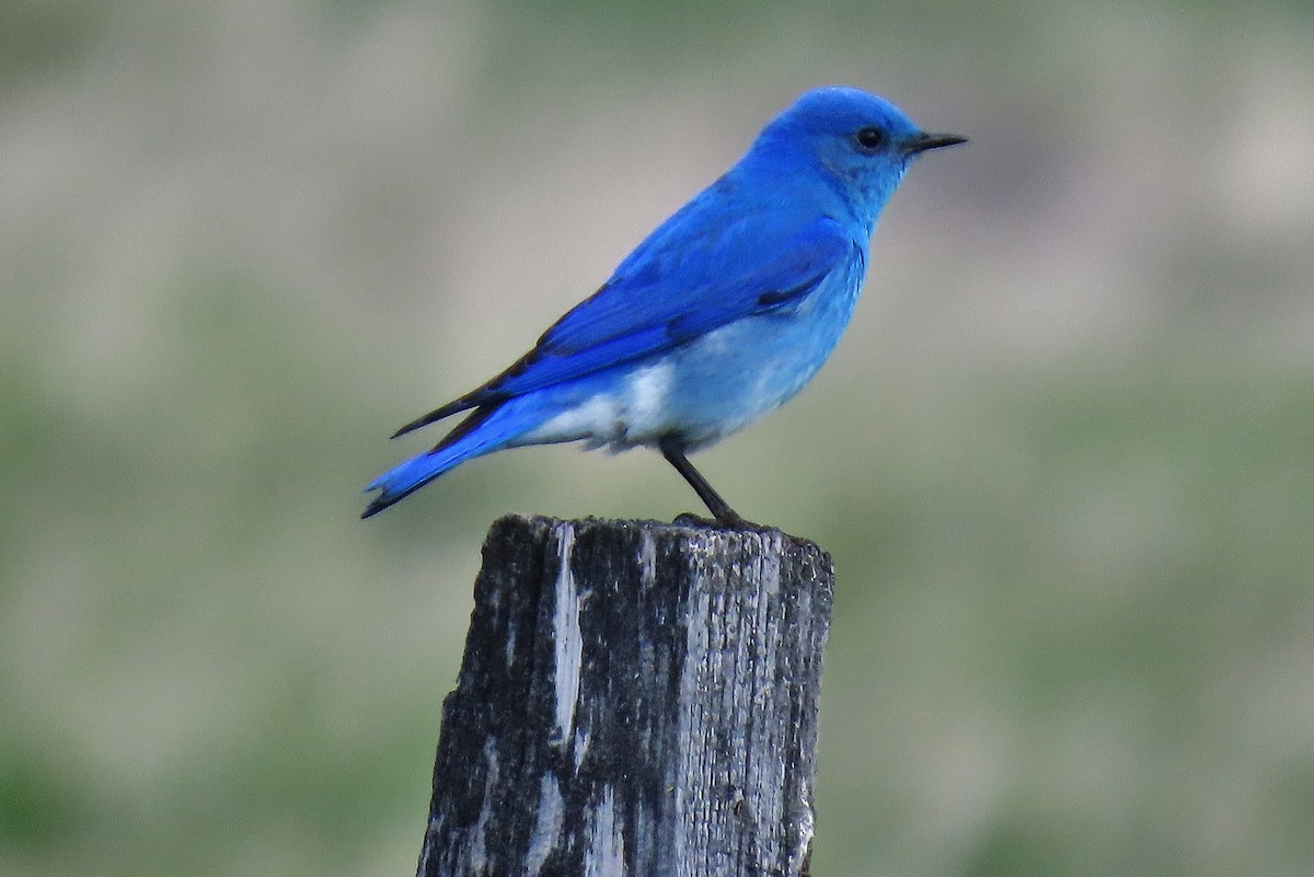 Mountain Bluebird - ML634157293