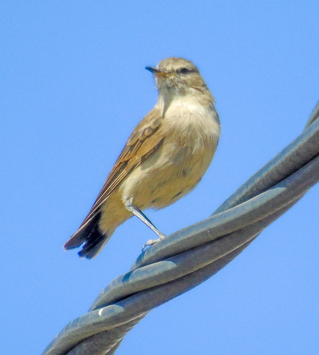 Spot-billed Ground-Tyrant - ML634157366