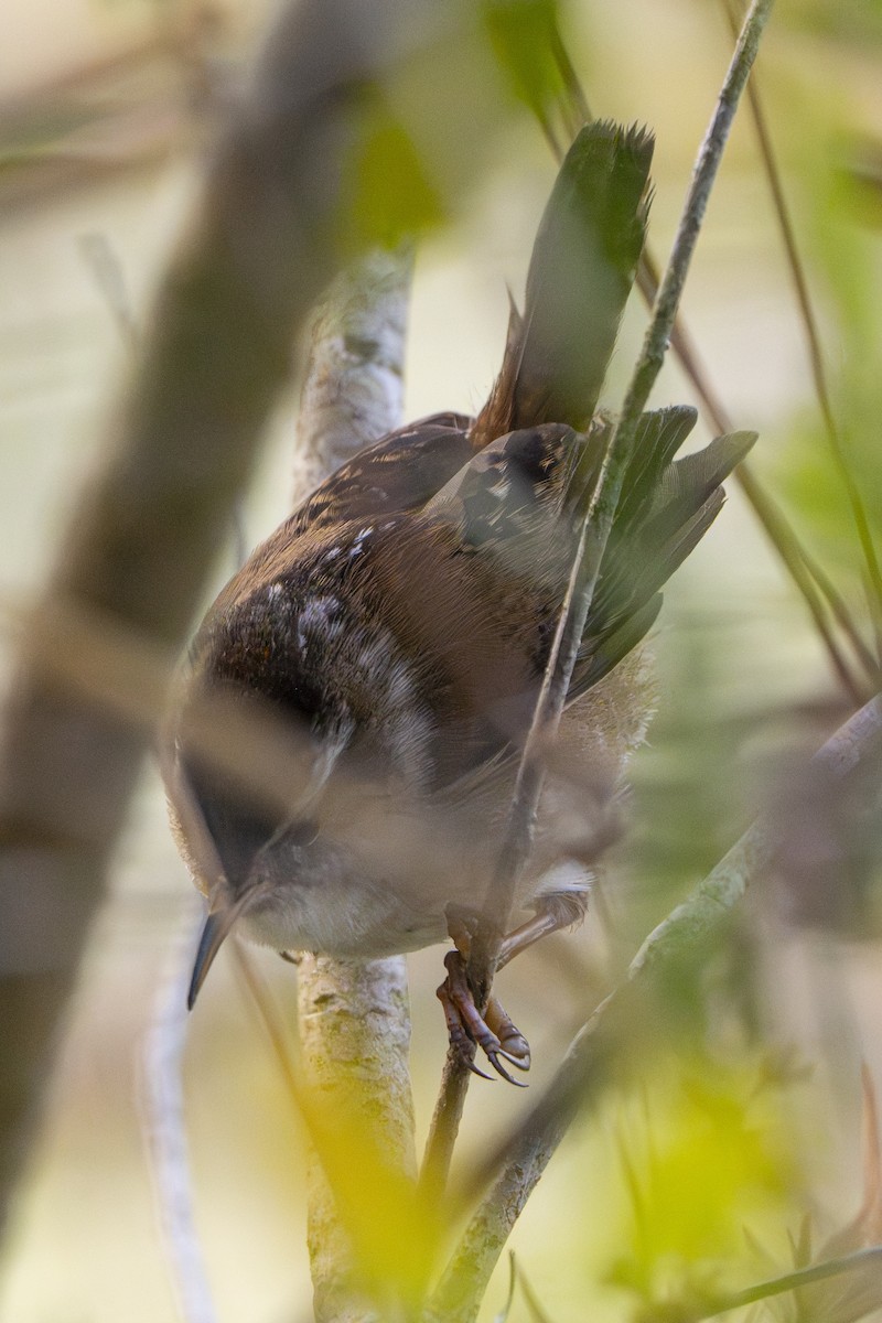 Marsh Wren - ML634157423