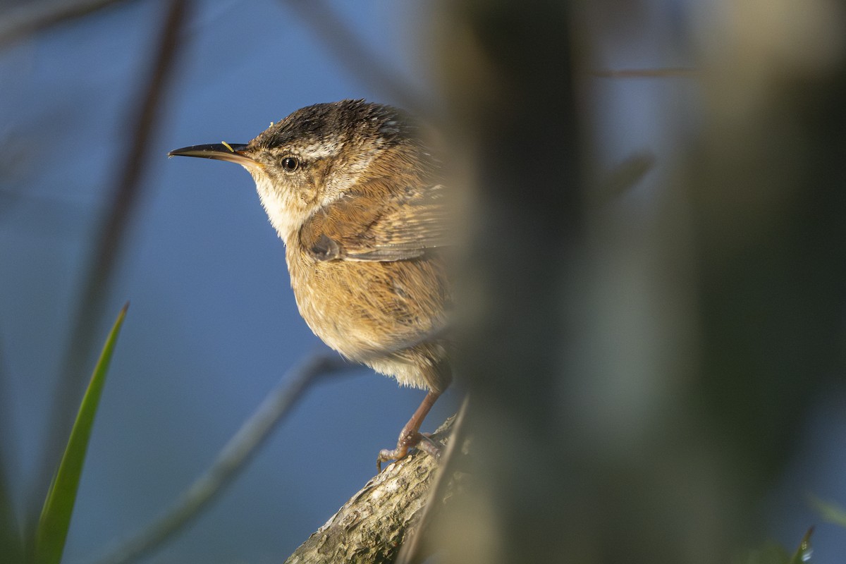 Marsh Wren - ML634157427