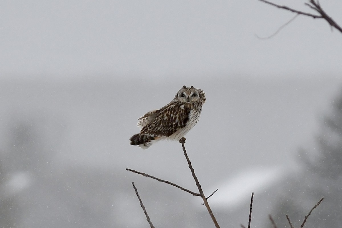 Short-eared Owl (Northern) - ML634157433
