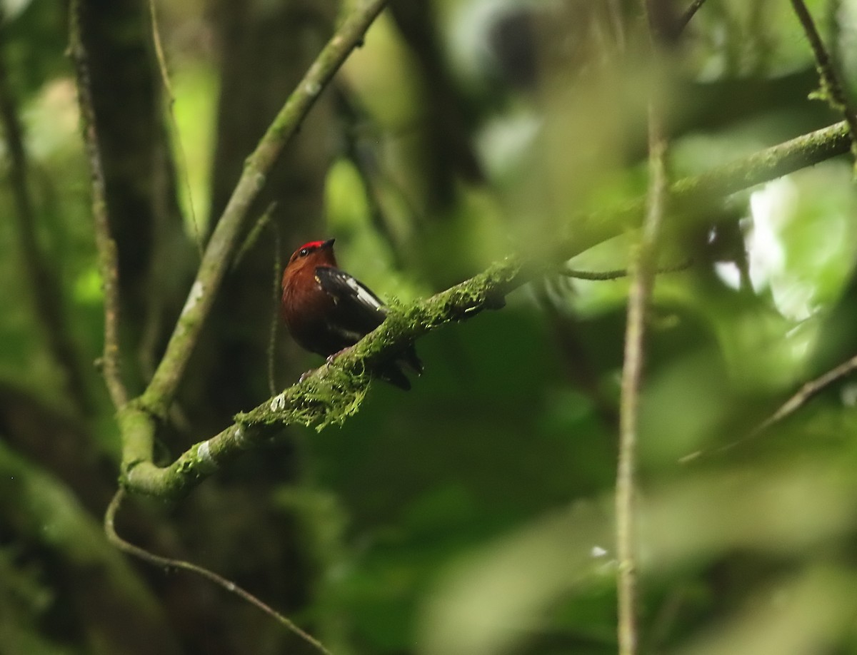Club-winged Manakin - ML634157522