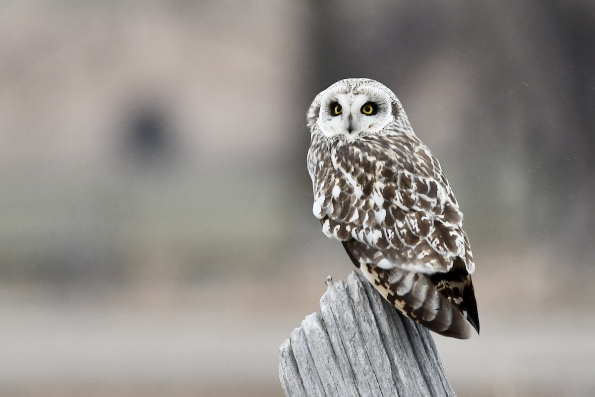 Short-eared Owl (Northern) - ML634157536