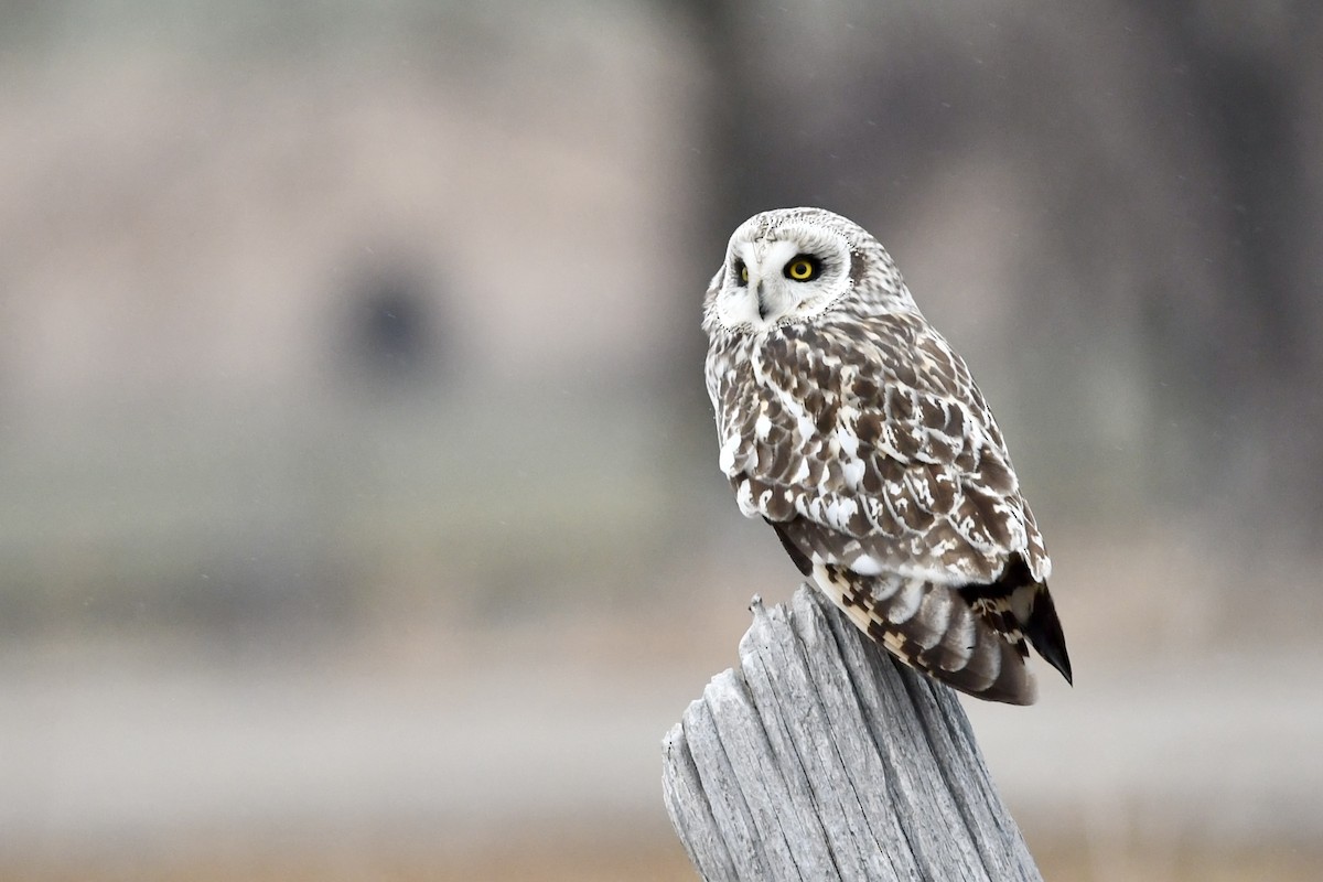 Short-eared Owl (Northern) - ML634157537