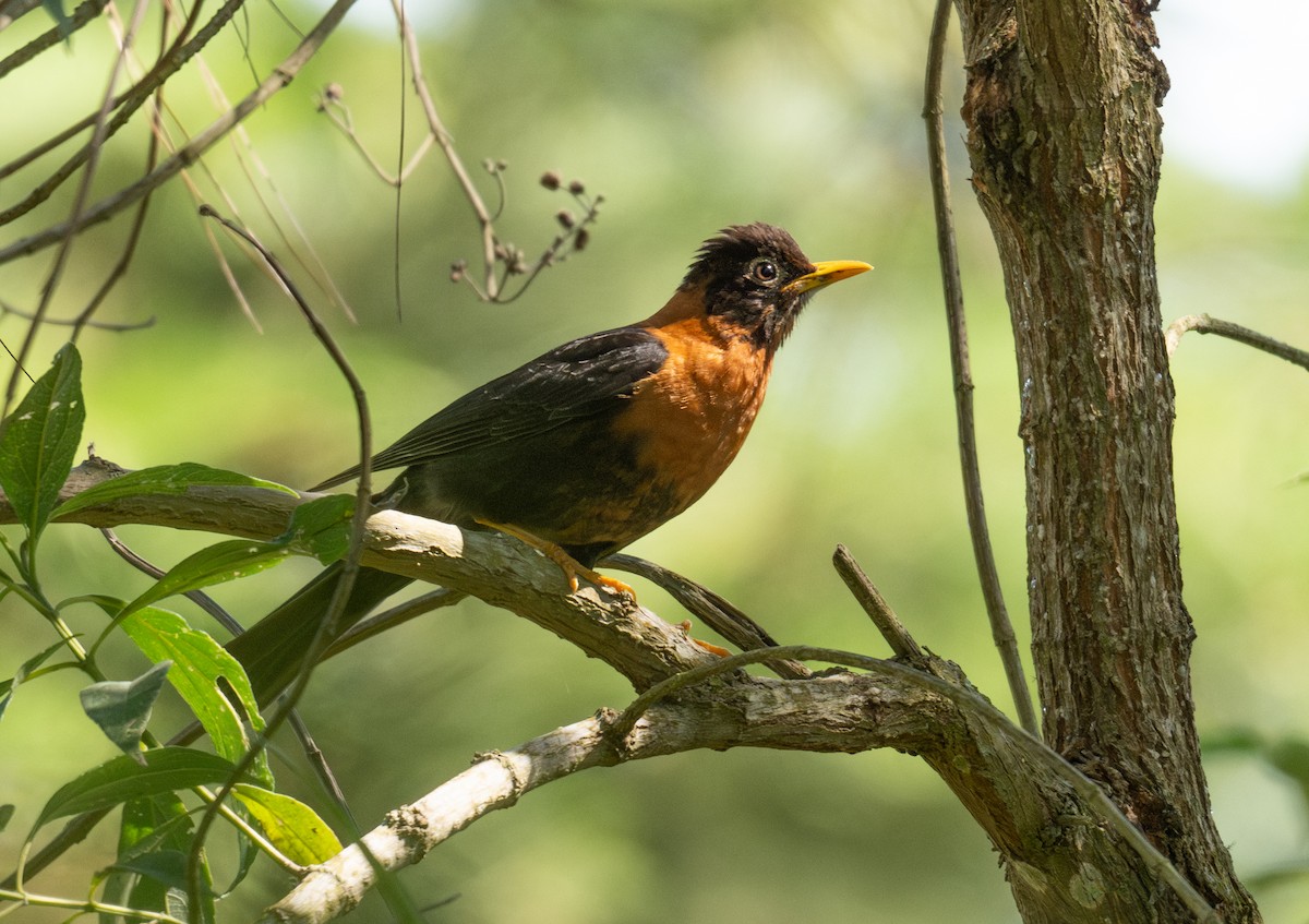 Rufous-collared Robin - ML634157546