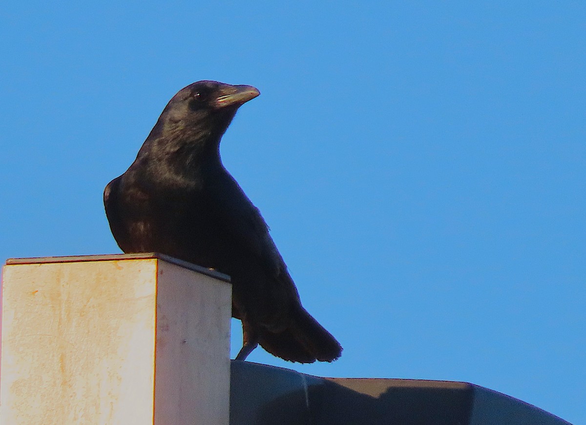 Fish Crow - ML634157561