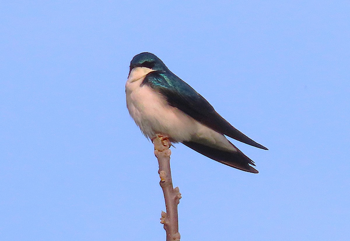 Tree Swallow - ML634157595