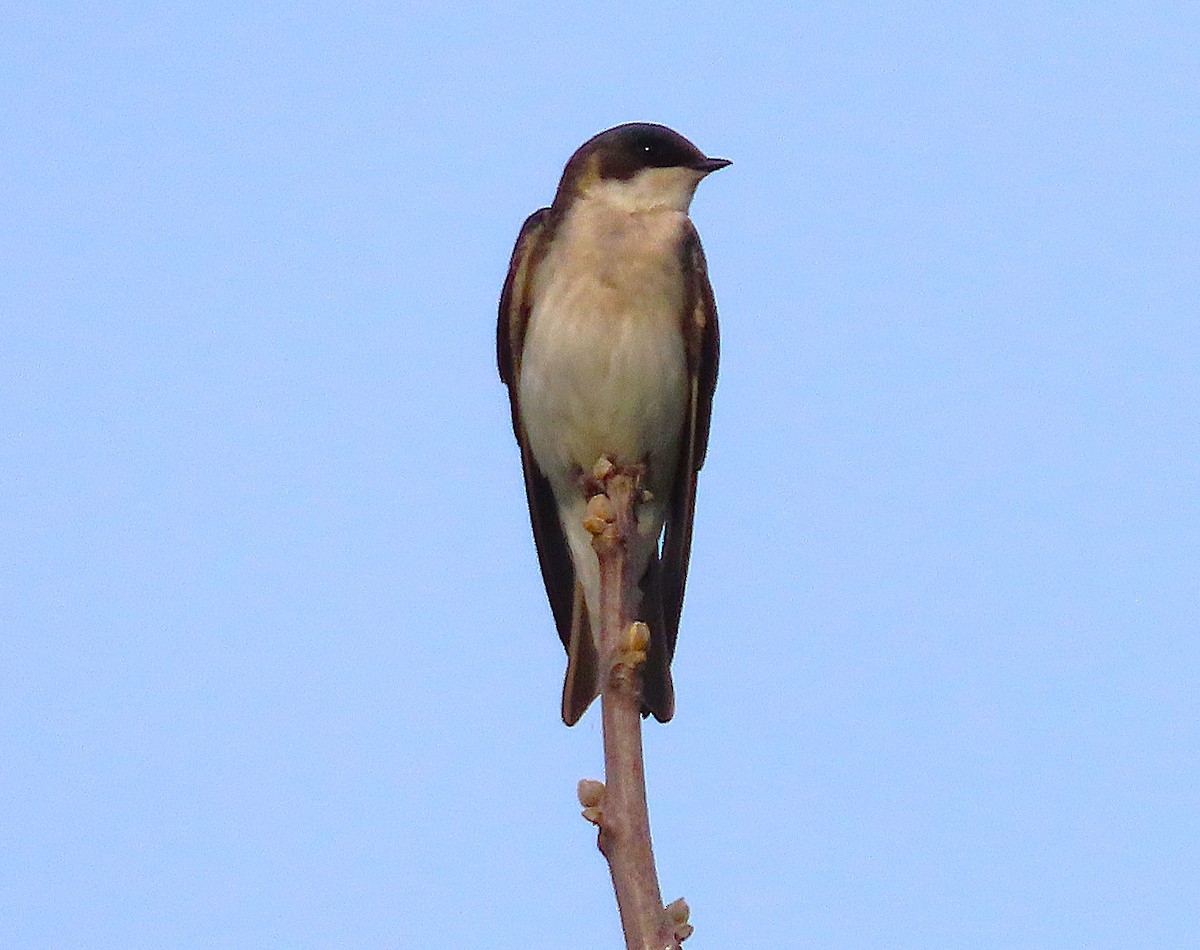 Tree Swallow - ML634157596