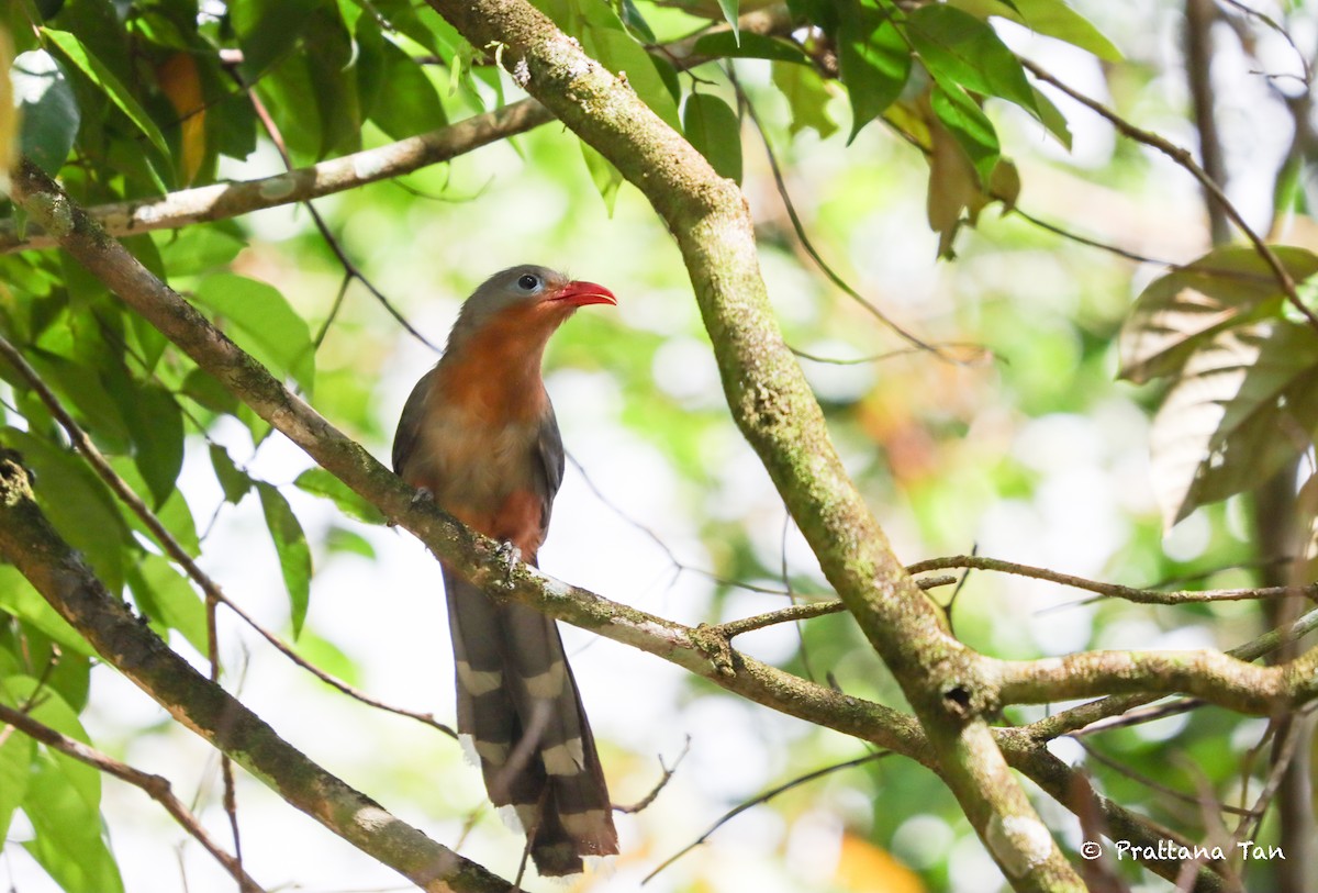 Red-billed Malkoha - ML634157597