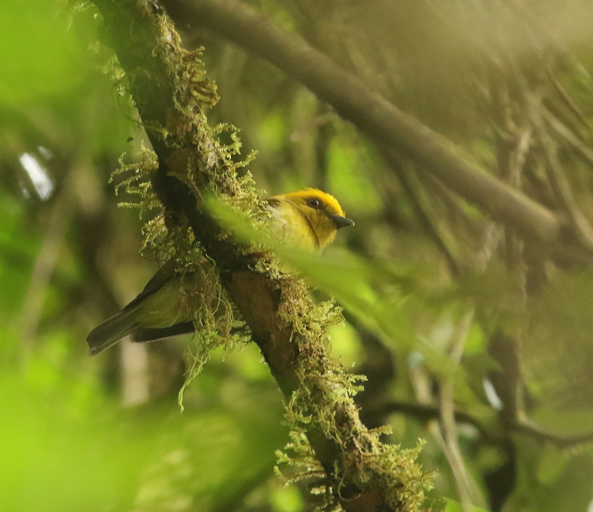 Yellow-headed Manakin - ML634157606