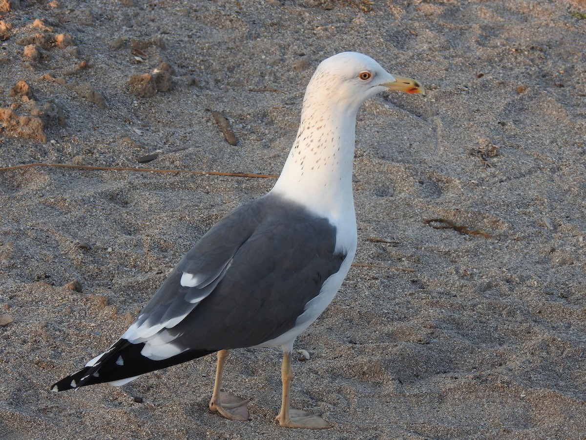 Lesser Black-backed Gull - ML634157637