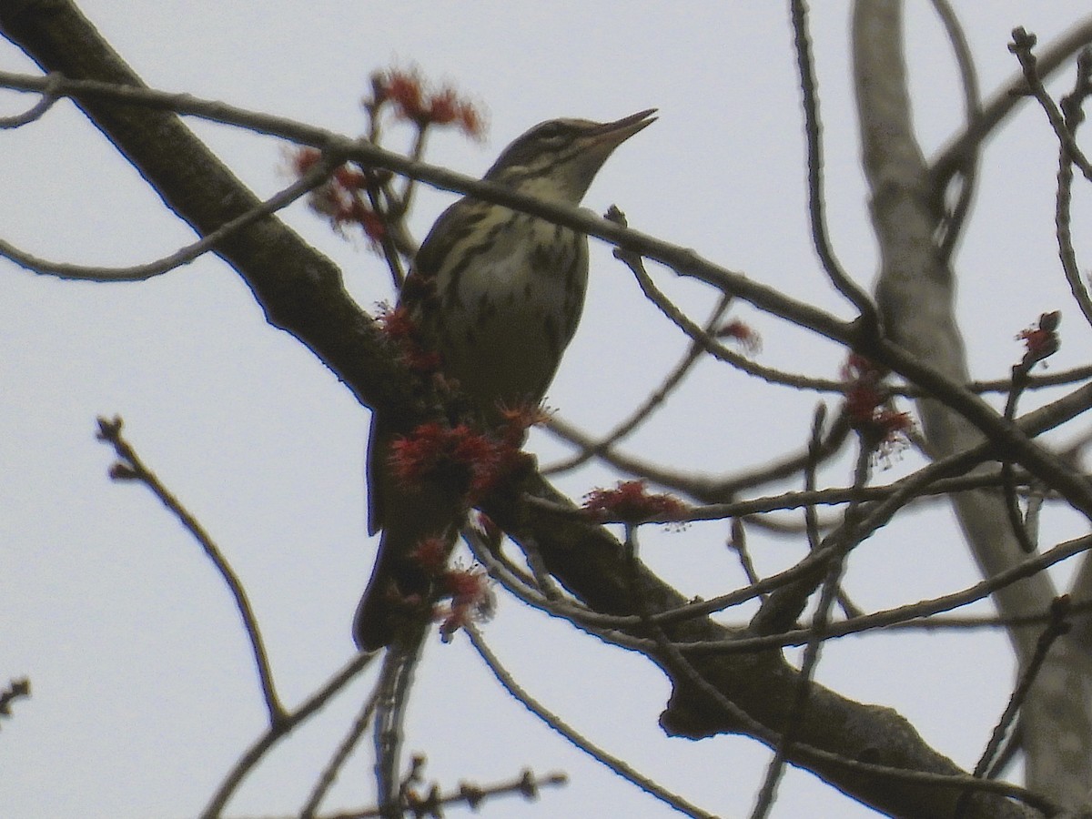 Louisiana Waterthrush - ML634157693