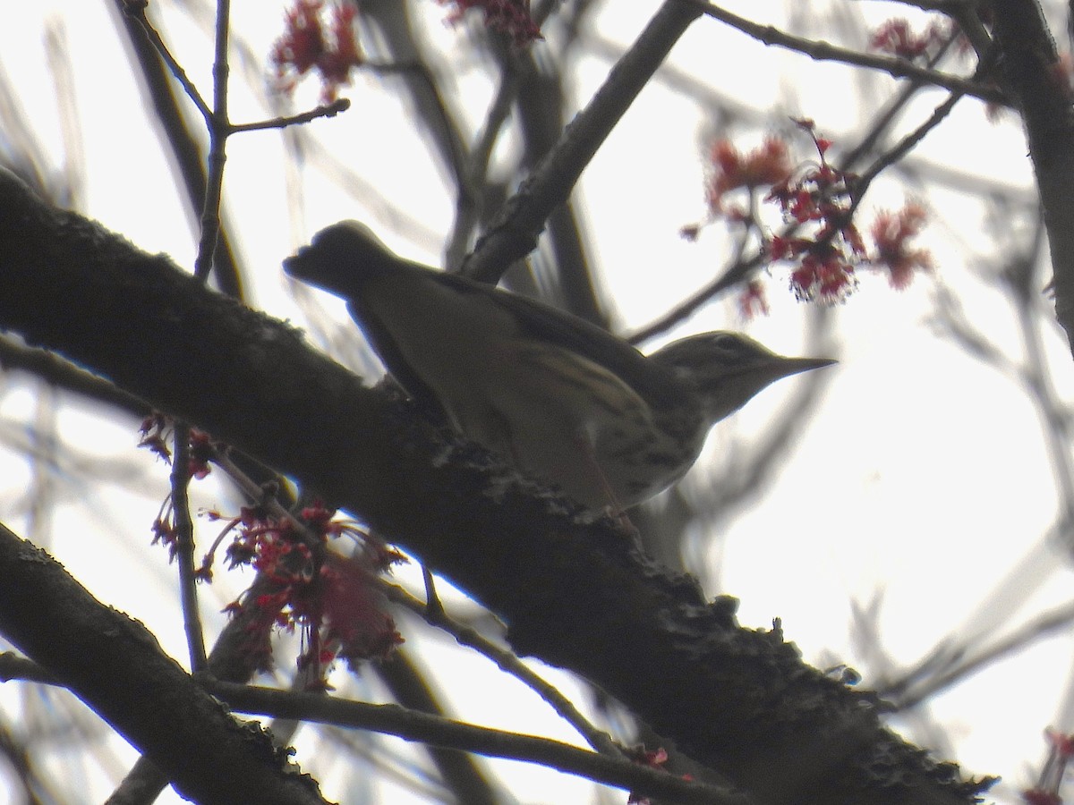 Louisiana Waterthrush - ML634157709