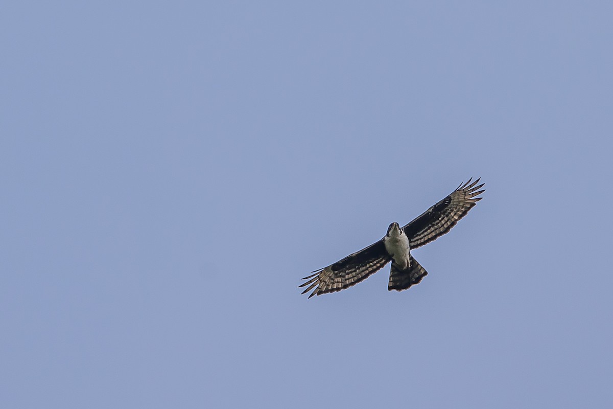 Cassin's Hawk-Eagle - ML634157731