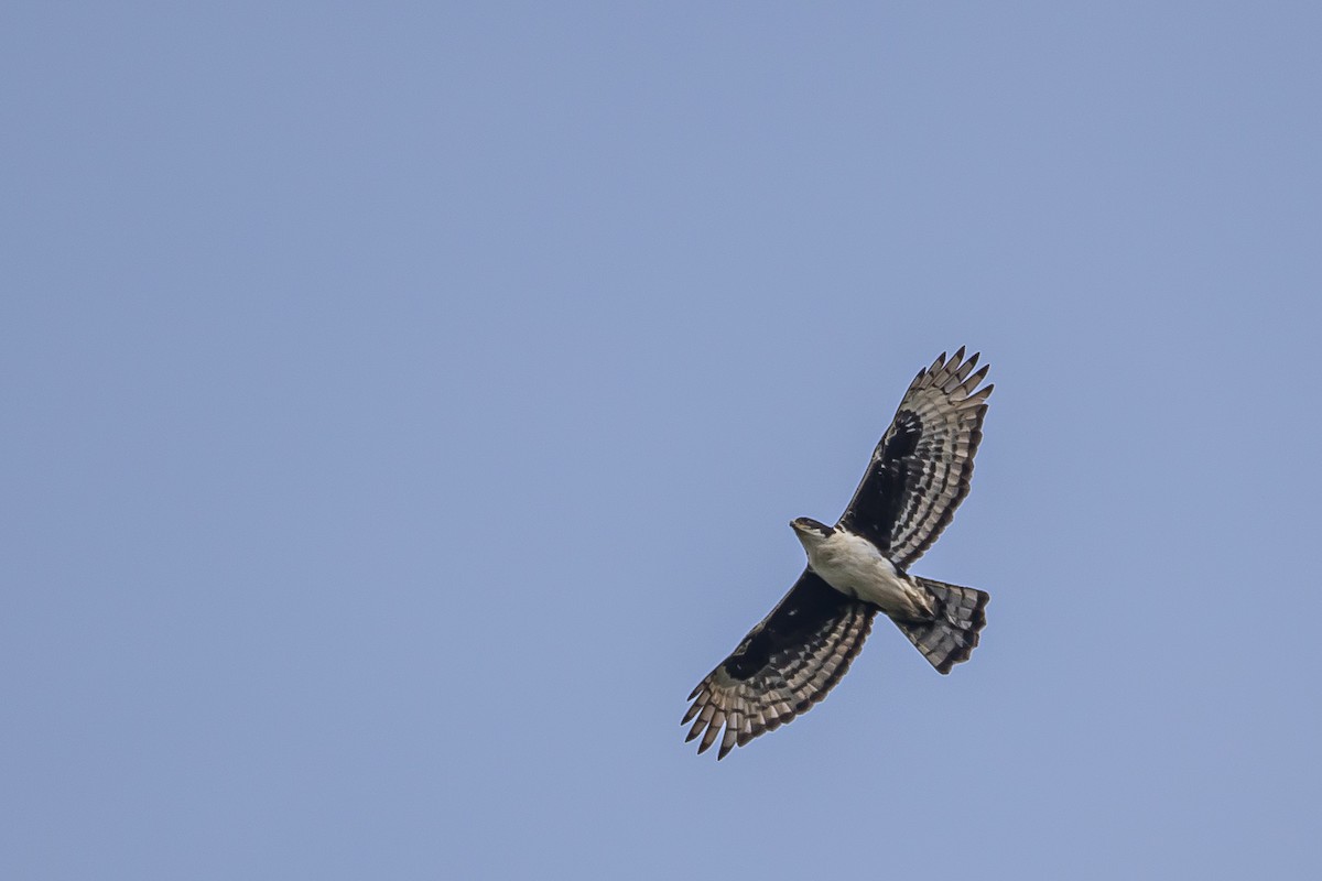 Cassin's Hawk-Eagle - ML634157732