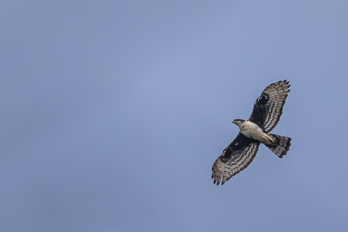Cassin's Hawk-Eagle - ML634157735