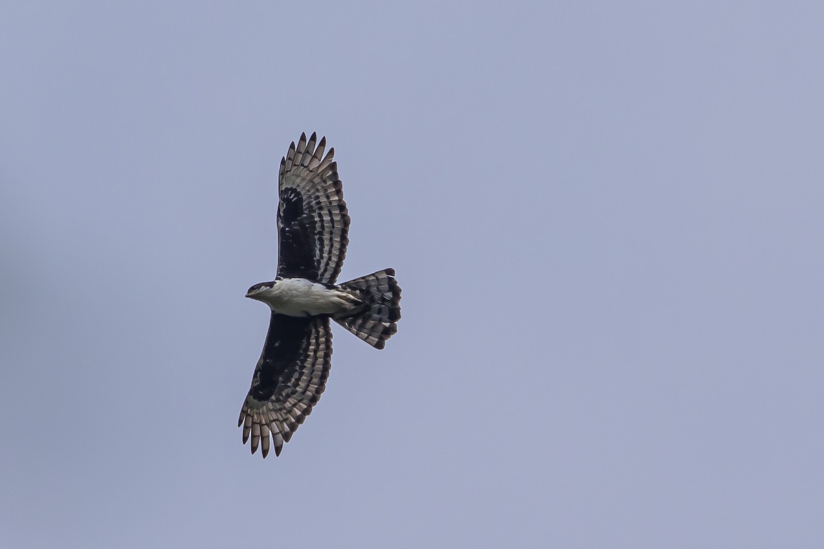 Cassin's Hawk-Eagle - ML634157738