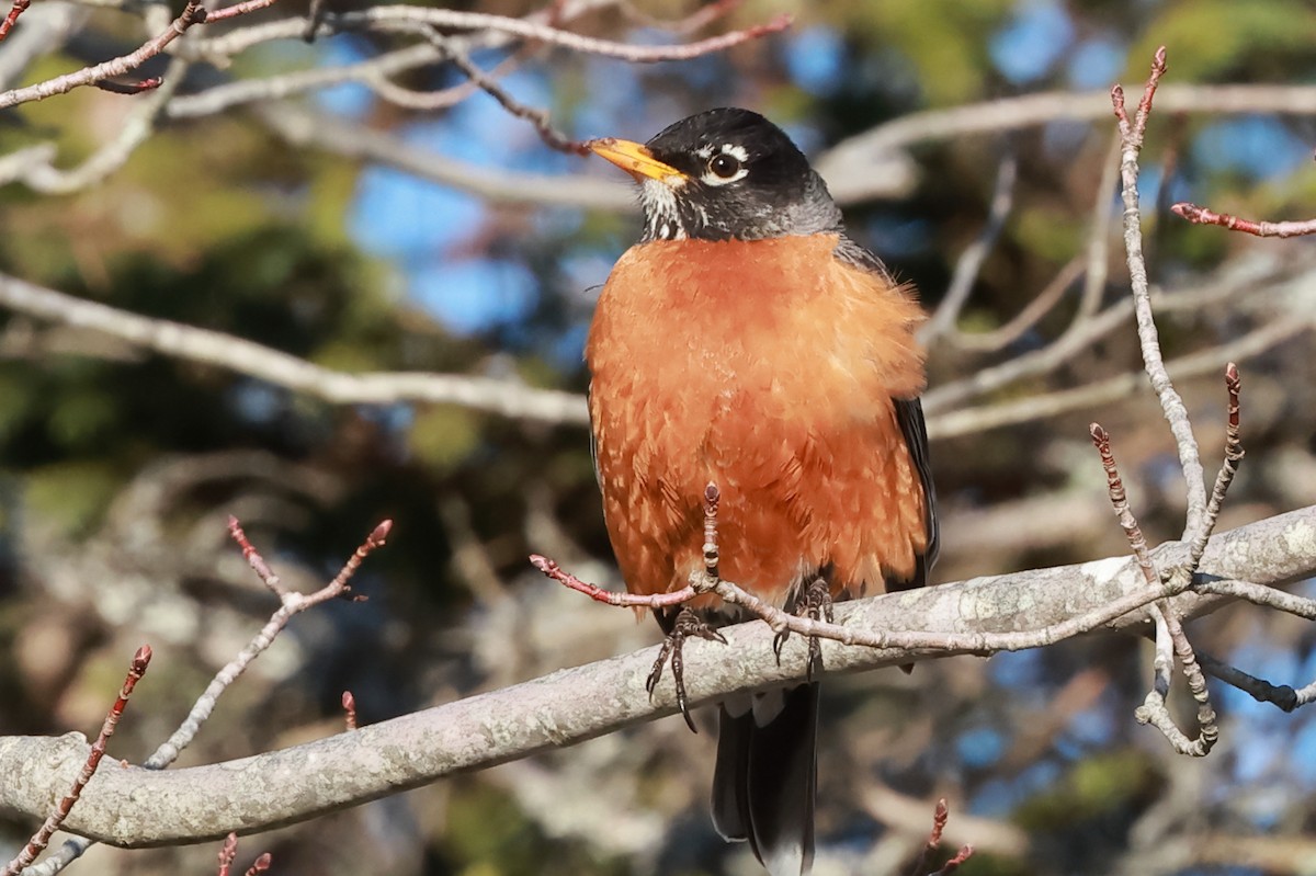American Robin - ML634157755