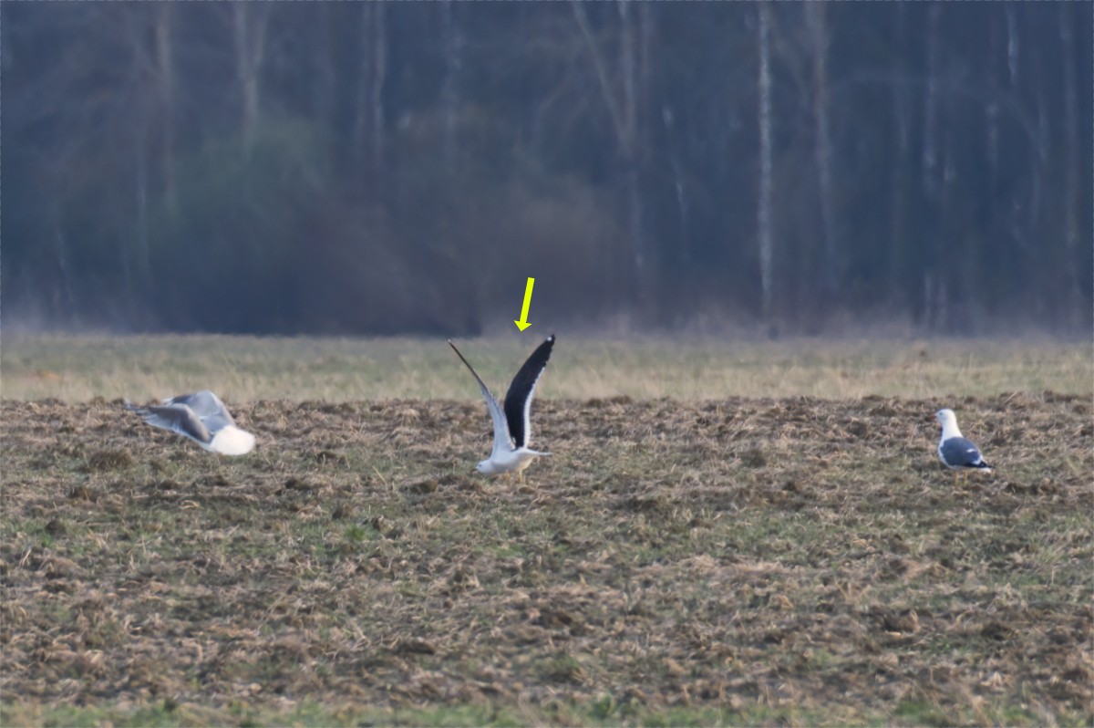 Lesser Black-backed Gull (fuscus) - ML634157760