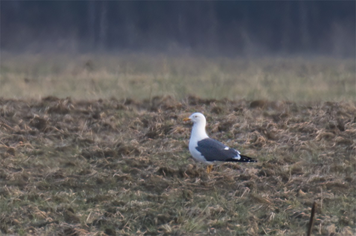 Lesser Black-backed Gull (Heuglin's) - ML634157767