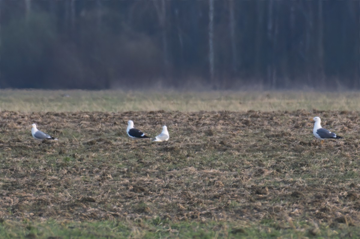 Lesser Black-backed Gull (Heuglin's) - ML634157772